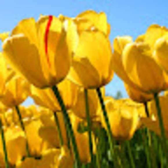 Meet your Posher, Ambria - Picture 1 of 1